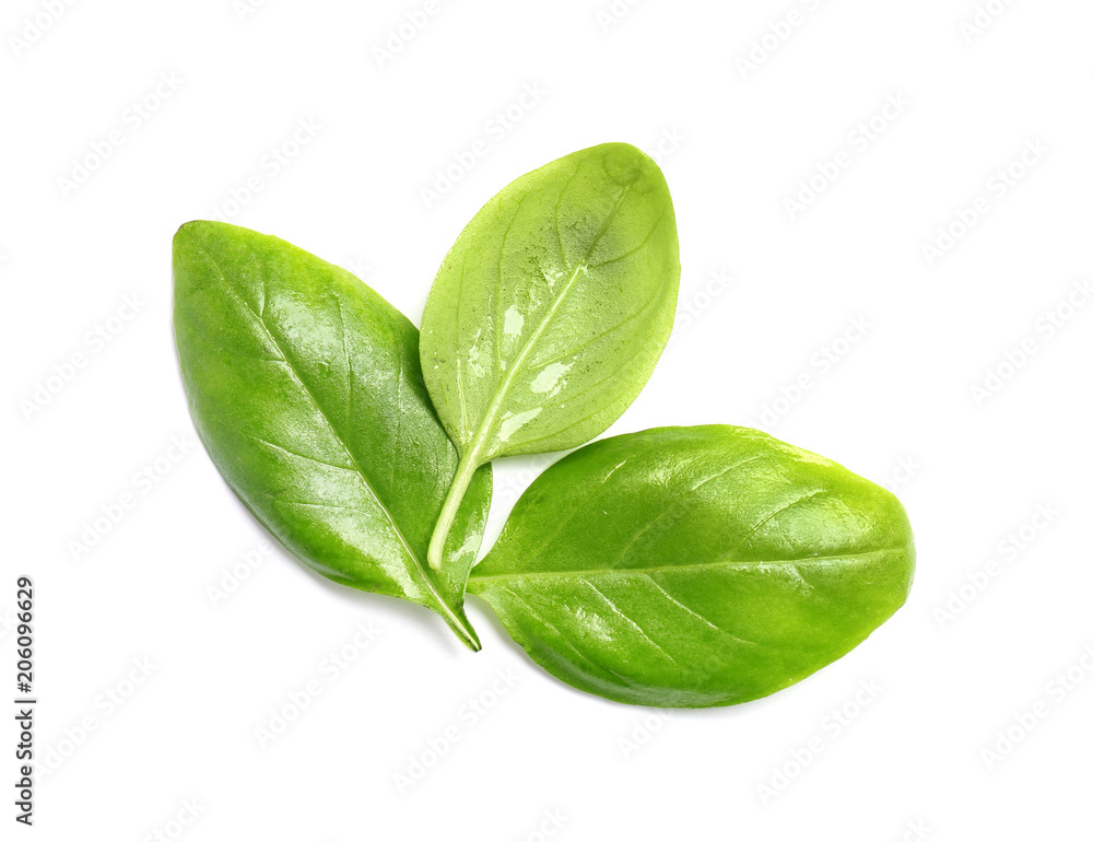 Fresh green basil leaves on white background Fresh green basil leaves on white background
