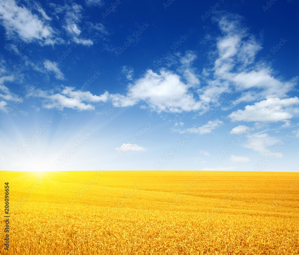 Wheat field and sun