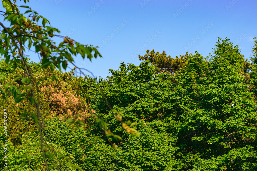 Wald mit Bäumen und blauen Himmel