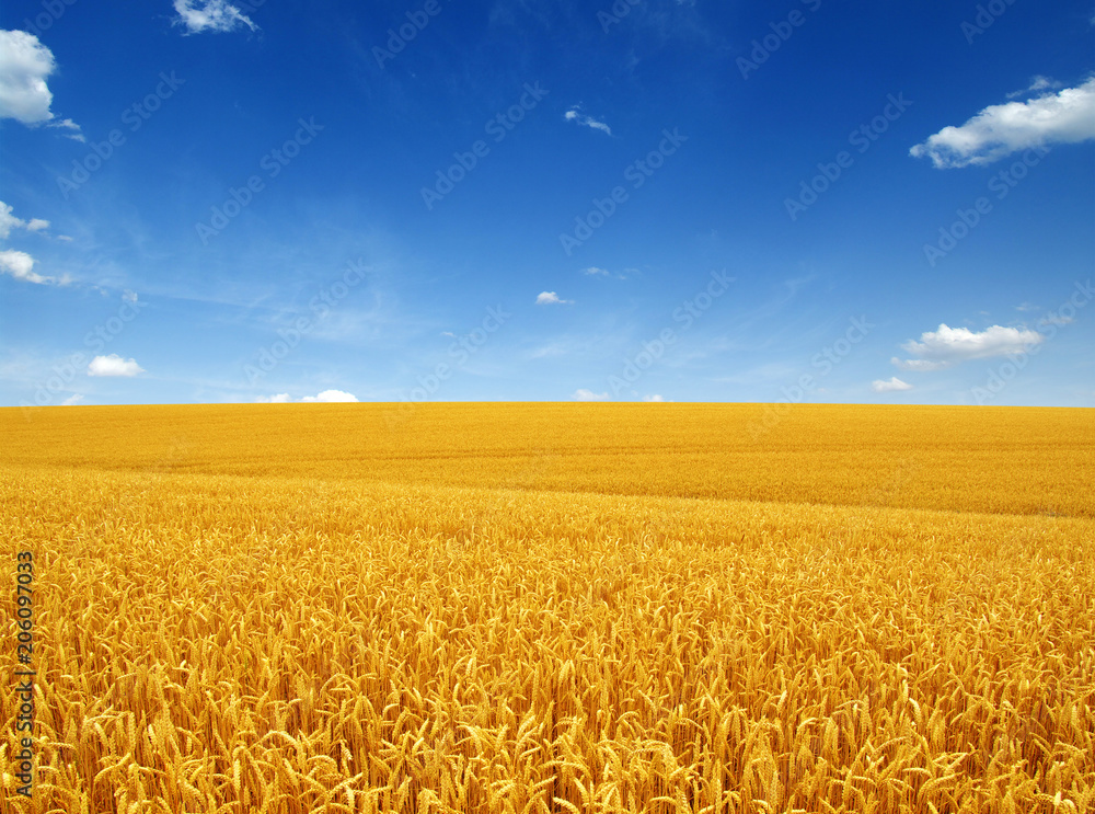 Naklejka premium wheat field and clouds