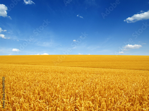 wheat field and clouds