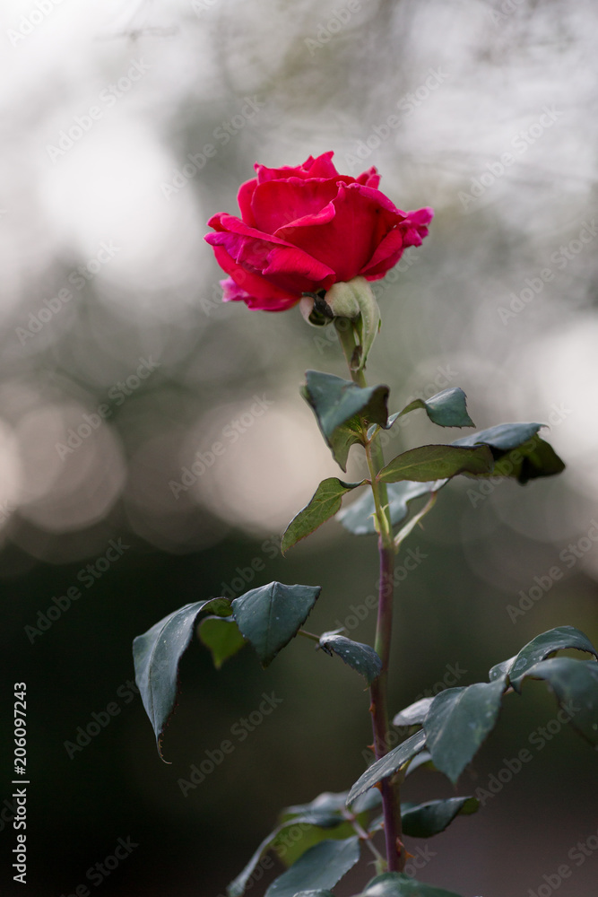 A beautiful, single, red rose stands alone on an overcast day. Stock Photo  | Adobe Stock