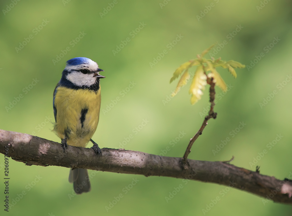 Obraz premium beautiful bright little bird tit sitting on a branch in the Park in the spring and singing a song