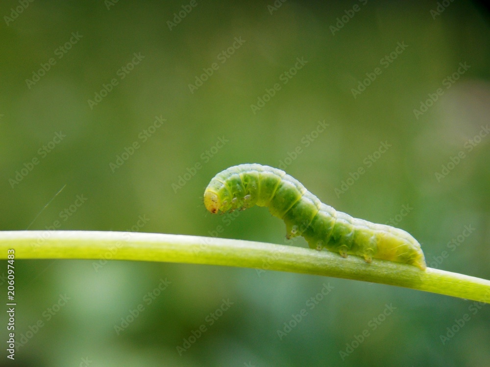 green caterpillar on the plant
green caterpillar on the plant