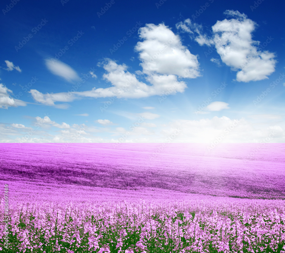 Naklejka premium colorful flowers and sun