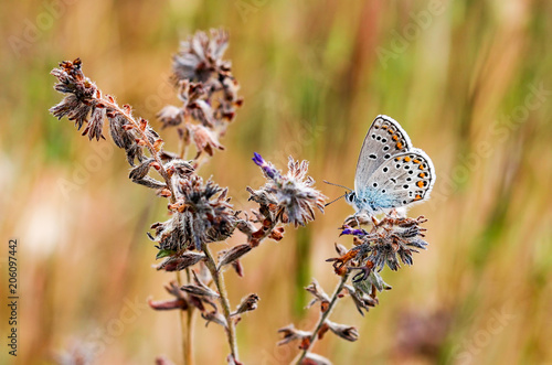 Butterfly in nature