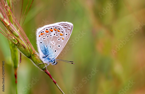 Butterfly in nature