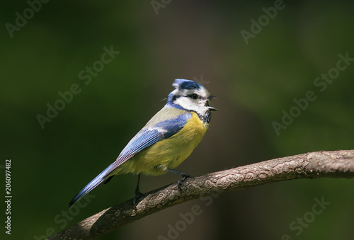 portrait of beautiful bright little bird tit sitting on a branch in the Park in spring and singing songs © nataba