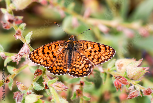 Butterfly in nature