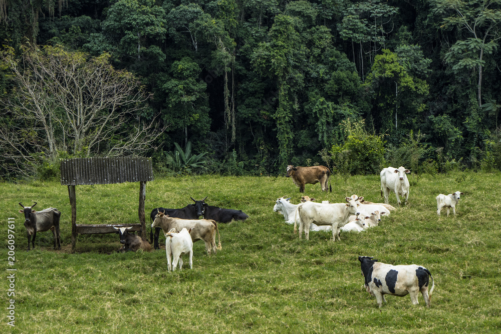 Fototapeta premium Rebanho pastando