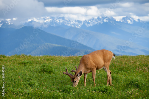 Grazzing deer on Huricane Ridge in Washington  USA