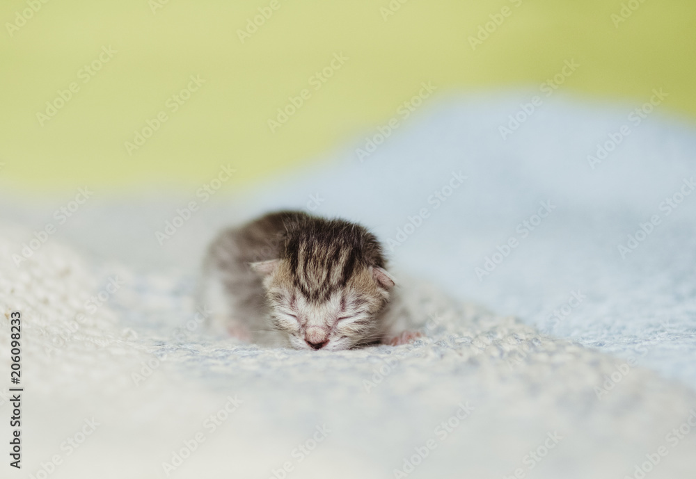 Adorable tabby kitten, newborn concept

