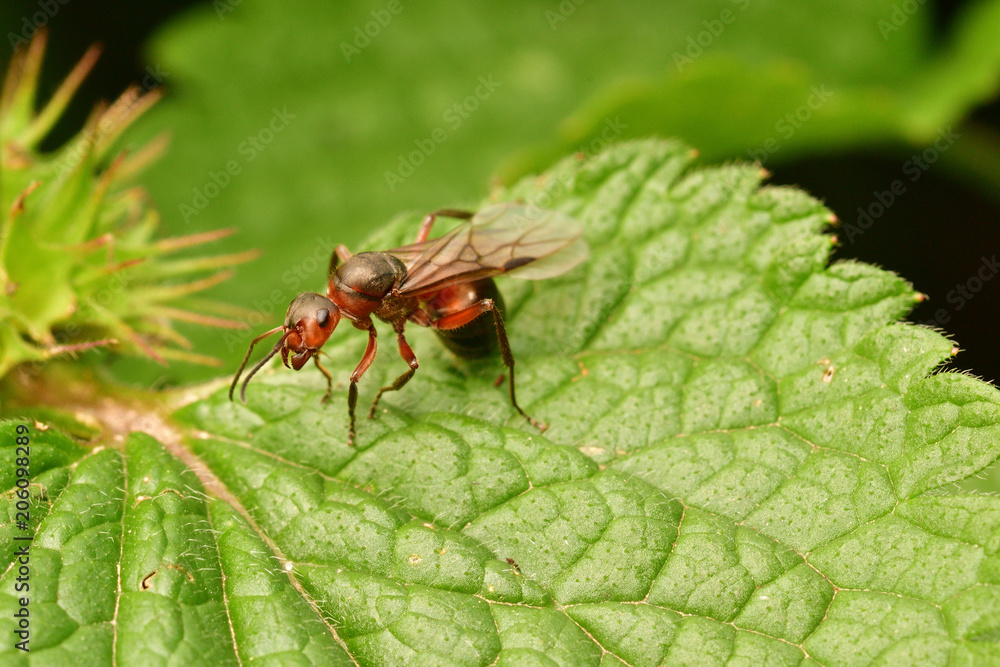 macro forest ant with wings the queen of the ant macro forest ant with wings the queen of the ant