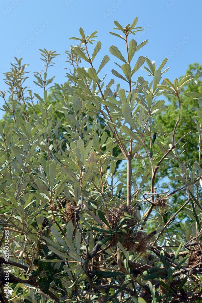 fruits on the tree Banksia integrifolia, belongs to the family Proteaceae, origin is East Australia