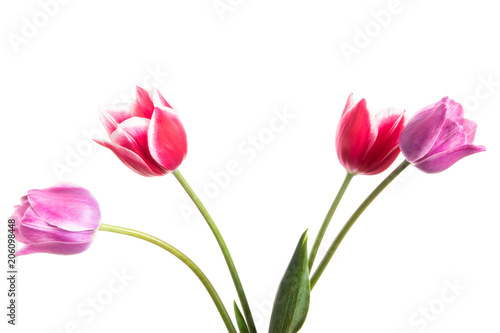 Lilac and pink spring flowers. Tulips isolated on white background