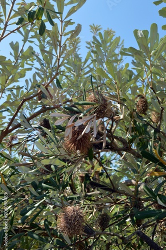 fruits on the tree Banksia integrifolia, belongs to the family Proteaceae, origin is East Australia