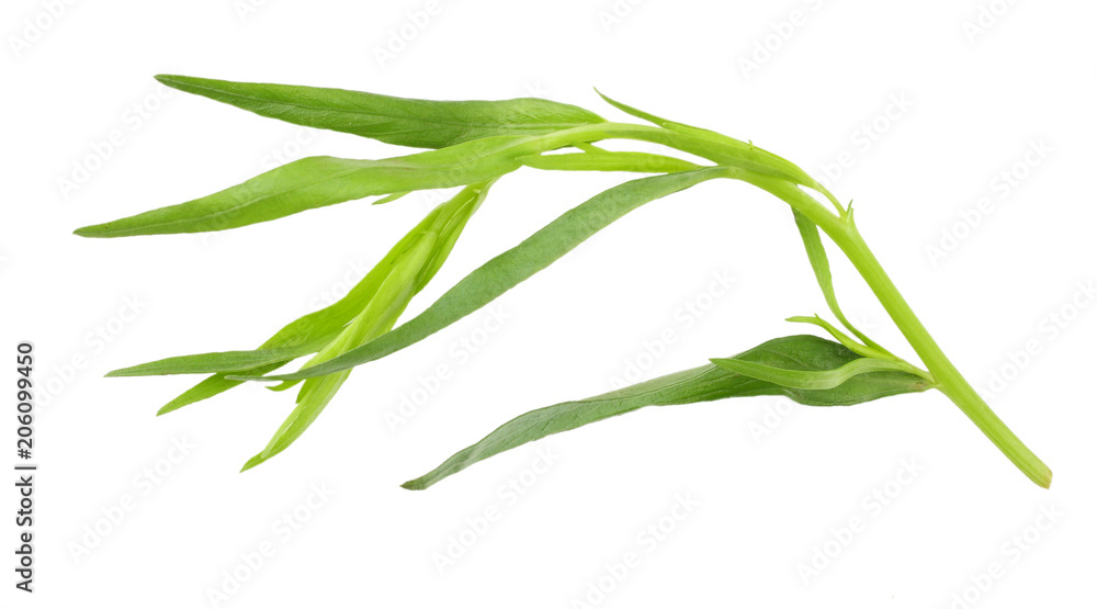 Fototapeta premium Tarragon (Artemisia dracunculus) Isolated on white background