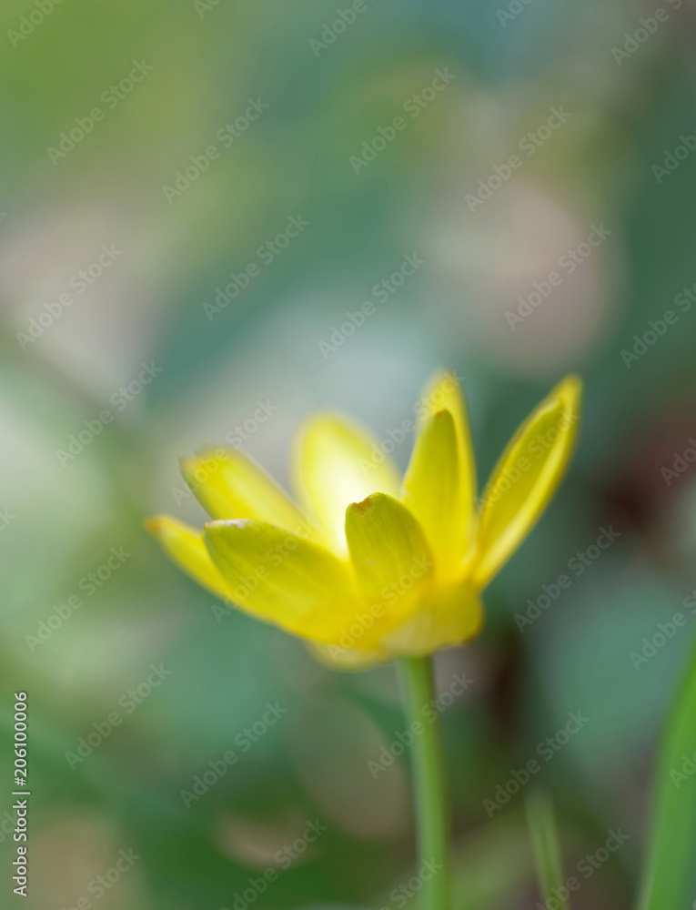 Fototapeta premium Closeup of a yellow Lesser Celandine flower. Latin name: Ranunculus Ficara