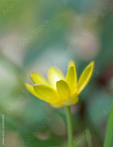 Closeup of a yellow Lesser Celandine flower. Latin name  Ranunculus Ficara