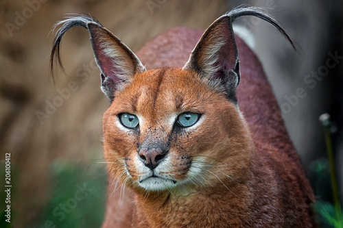 Photographie Caracal