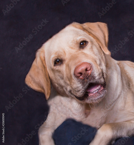 Portrait of Yellow Labrador Retriever on Dark Background   A single yellow Labrador looking at the camera with his head cocked and a funny expression on his face.