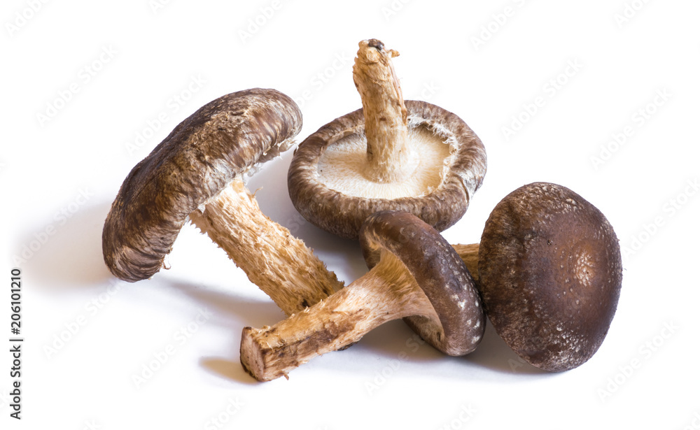 Four 4 Shiitake Mushrooms Isolated on White Background Four 4 Shiitake Mushrooms Isolated on White Background