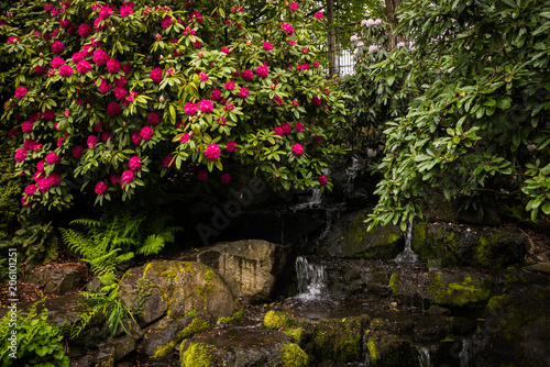 Azaleas in Portland's Crystal Springs Rhododendron Garden, Oregon