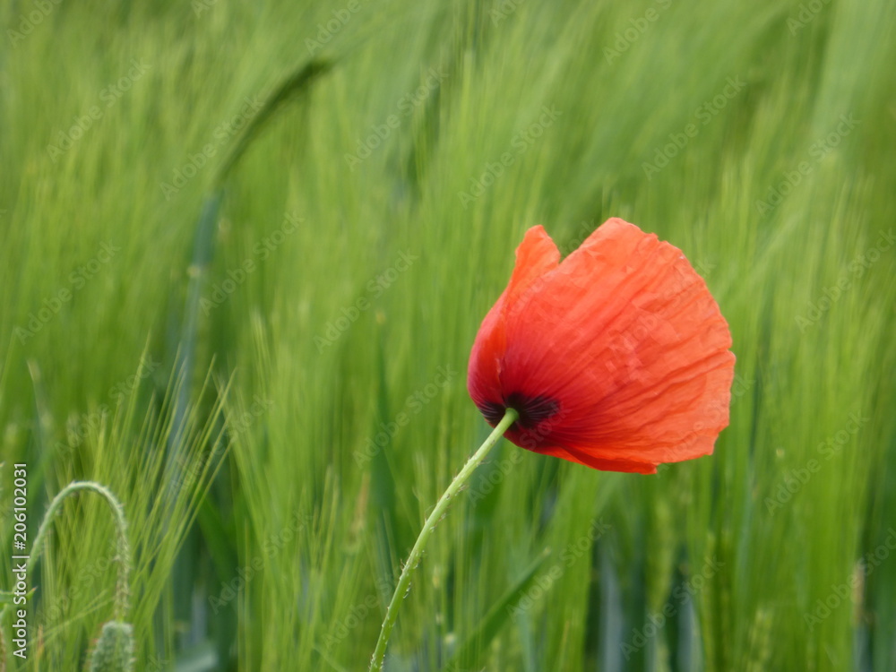 Naklejka premium Einzelne Mohnblume im Weizenfeld, Bokeh
