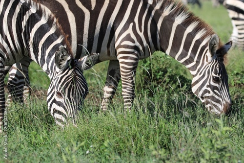 Zebras  Savannah  Serengeti