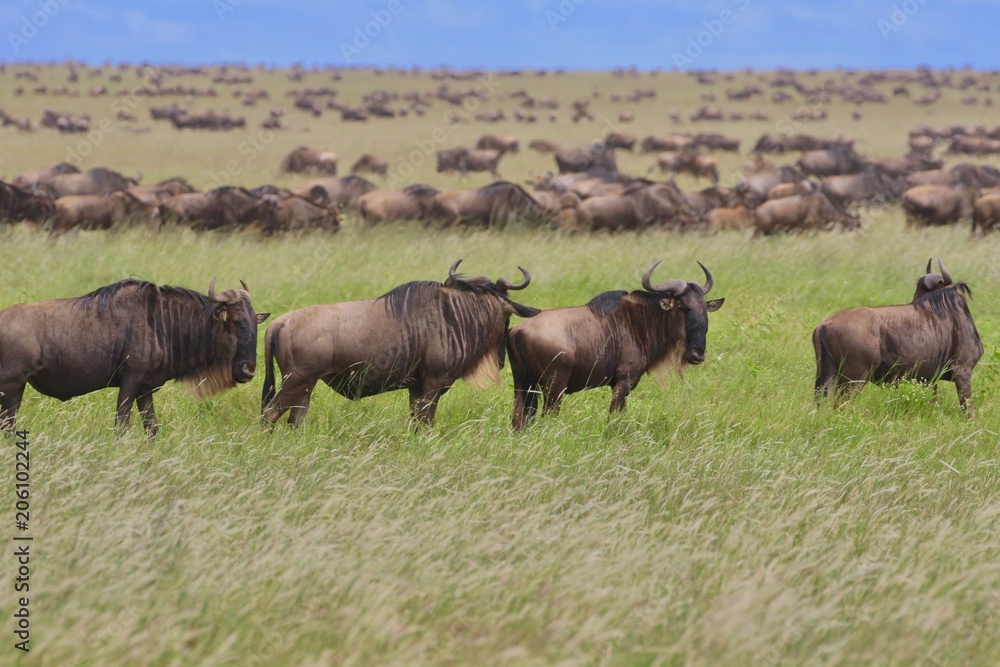 Great migration Serengeti, Zebras and Wildebeest. Tanzania, Africa Great migration Serengeti, Zebras and Wildebeest. Tanzania, Africa