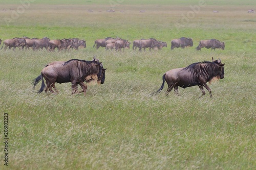 Great migration Serengeti  Zebras and Wildebeest. Tanzania  Africa