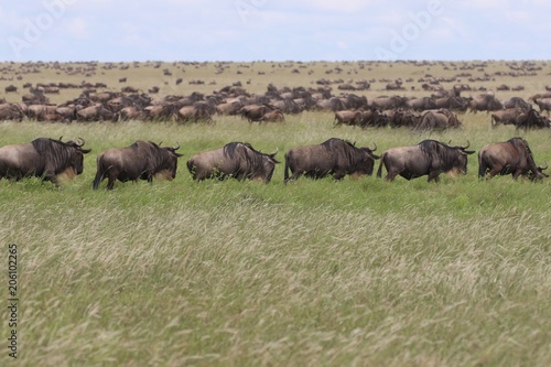 Great migration Serengeti  Zebras and Wildebeest. Tanzania  Africa