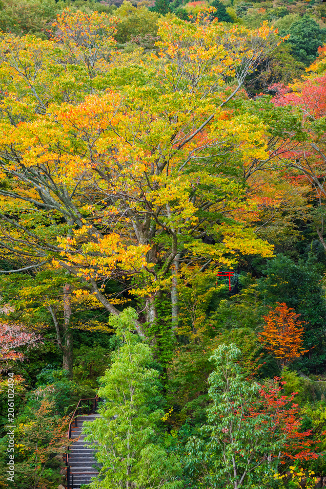 Autumn trees in the city park in Hakone, Japan. Vertical.