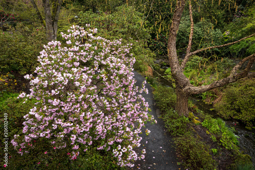 Fototapeta Naklejka Na Ścianę i Meble -  Azaleas in Portland's Crystal Springs Rhododendron Garden, Oregon