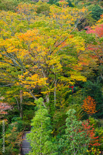 Autumn trees in the city park in Hakone, Japan. Vertical.