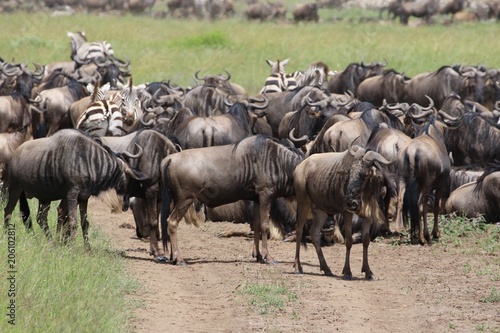 Wallpaper Mural Great Migration Wildebeest Serengeti, Tanzania, Africa Torontodigital.ca