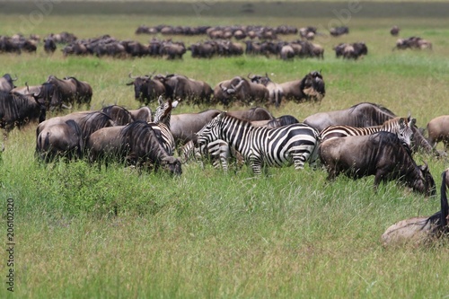 Great Migration Serengeti, thousands of Zebras and wildebeest crossing . Tanzania