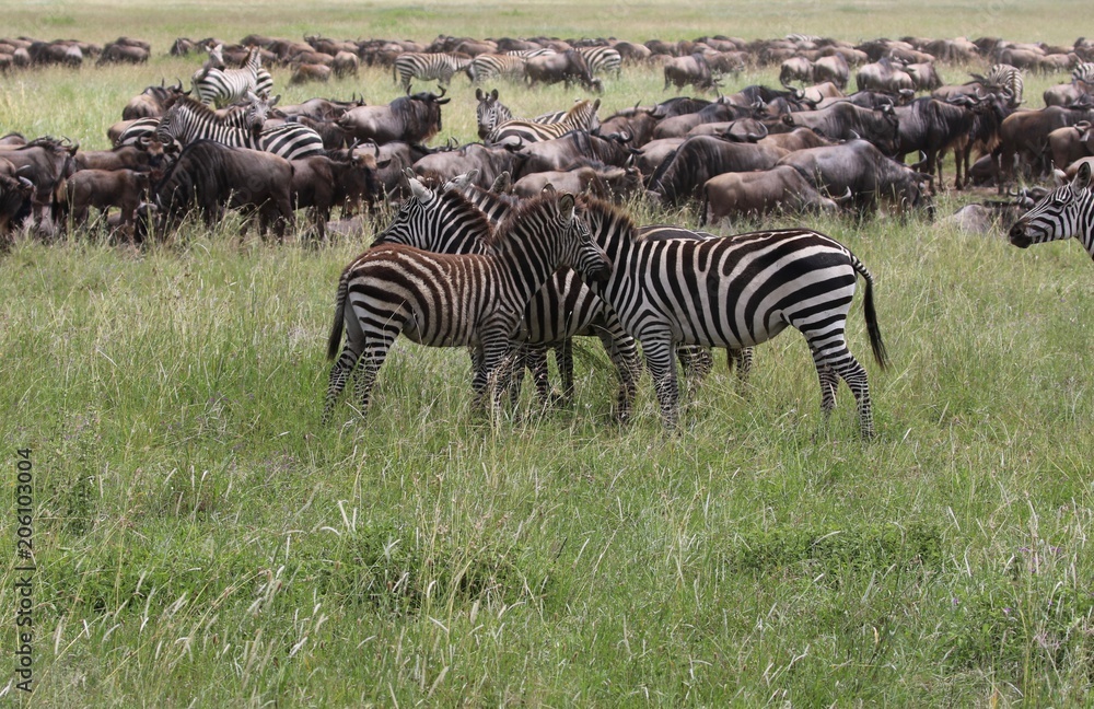 Fototapeta premium Zebras, Sergengeti, Great Migration, Africa