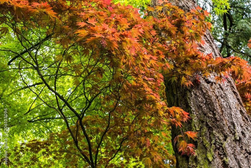 Japanese Maple tree in Portland's Crystal Springs Rhododendron Garden, Oregon Japanese Maple tree in Portland's Crystal Springs Rhododendron Garden, Oregon