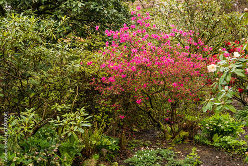 Azaleas in Portland s Crystal Springs Rhododendron Garden  Oregon