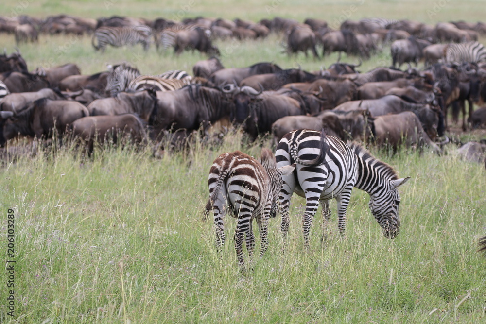 Obraz premium Great Migration Serengeti, thousands of Zebras and wildebeest crossing . Tanzania