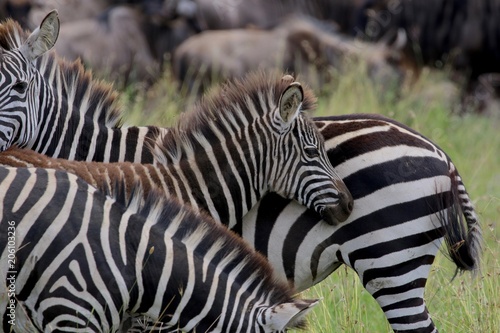 Zebras, Sergengeti, Great Migration, Africa © Kirsten Dohmeier