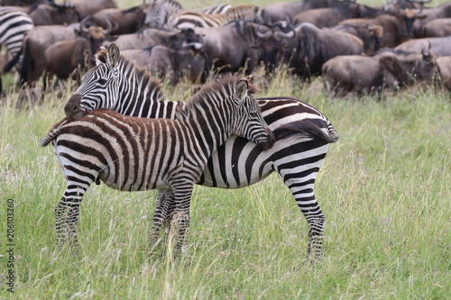 Zebras  Sergengeti  Great Migration  Africa
