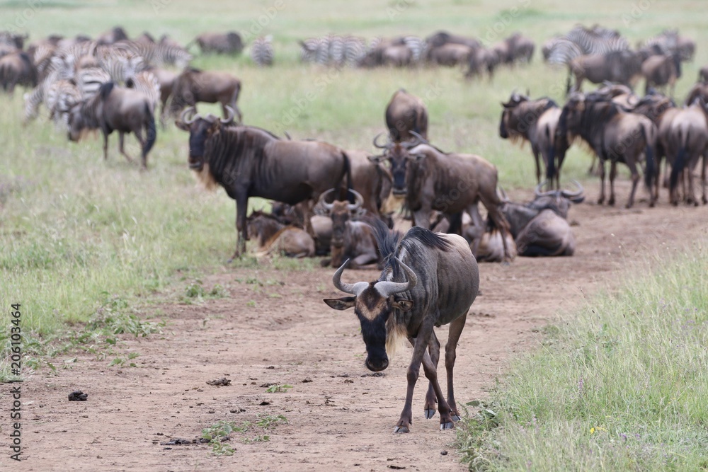 Great Migration Wildebeest Serengeti, Tanzania, Africa