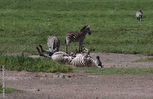 Zebras  Sergengeti  Great Migration  Africa