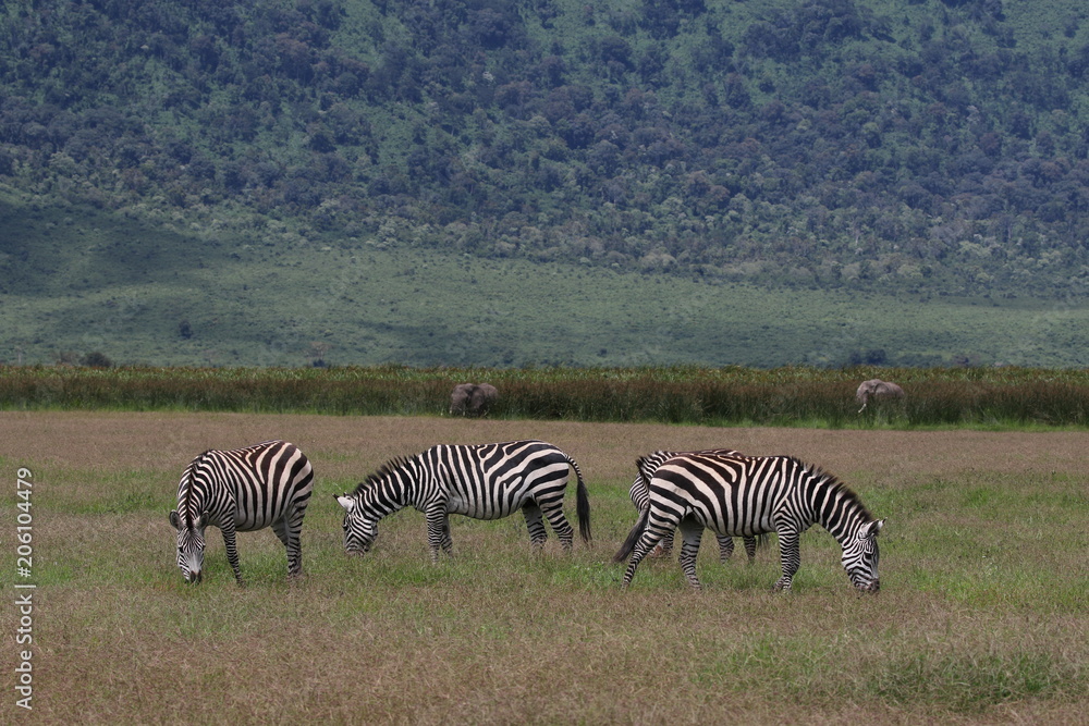 Fototapeta premium Zebras, Sergengeti, Great Migration, Africa