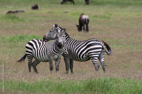 Zebras  Sergengeti  Great Migration  Africa