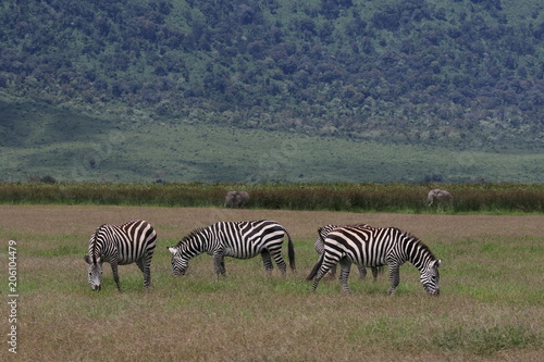 Zebras, Sergengeti, Great Migration, Africa