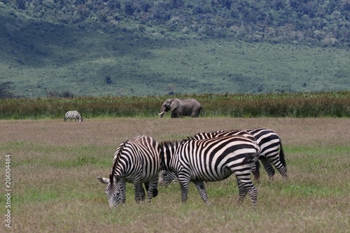 Zebras and african Elephant  Ngorongoro Crater  Tanzania