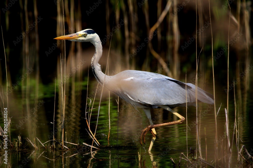 Fototapeta premium Heron fishing 